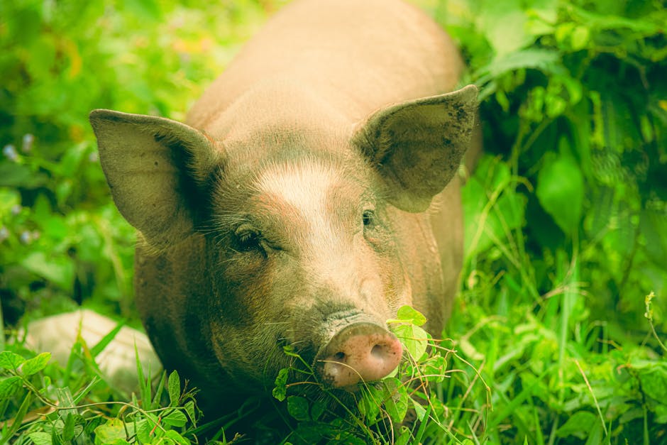 2026년 동물복지 인증 농장 완전 정리 — 달걀·닭고기·돼지고기 어떻게 다를까?